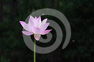 Rabindranath Tagore  Tagore `Lotus` photo